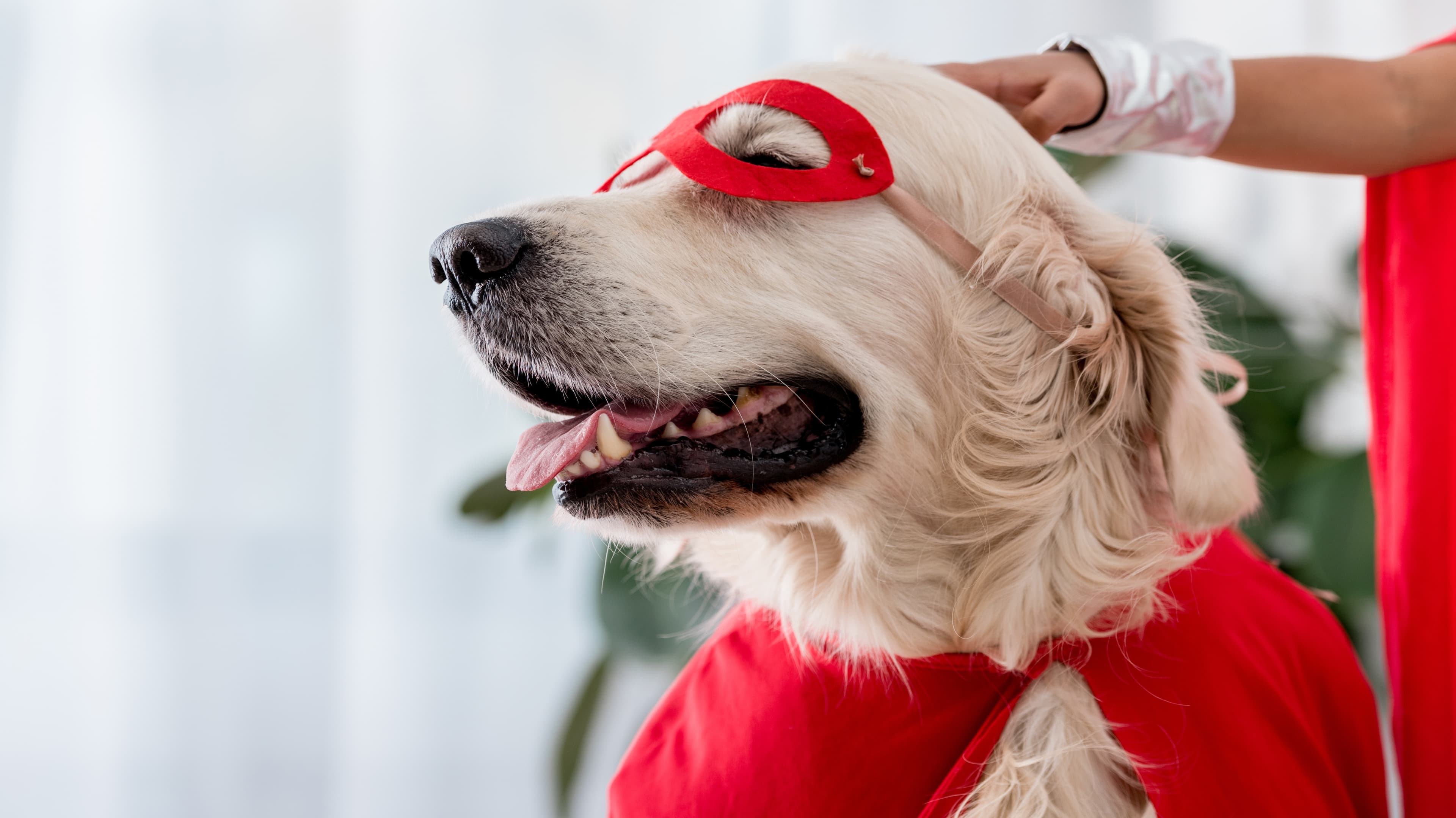 A golden retriever wearing a red superhero mask and cape being petted by a child.