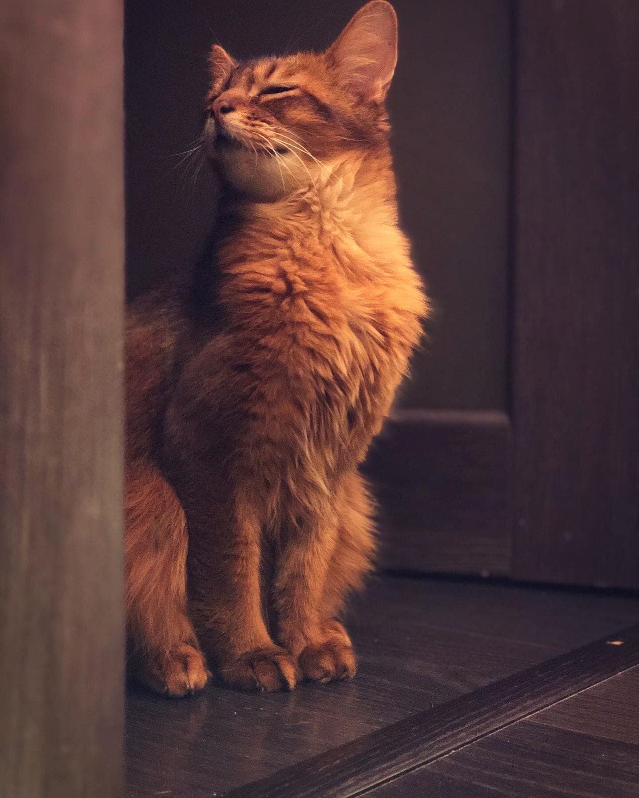 Fluffy ruddy cat sits with eyes closed and head tilted back in warm light.
