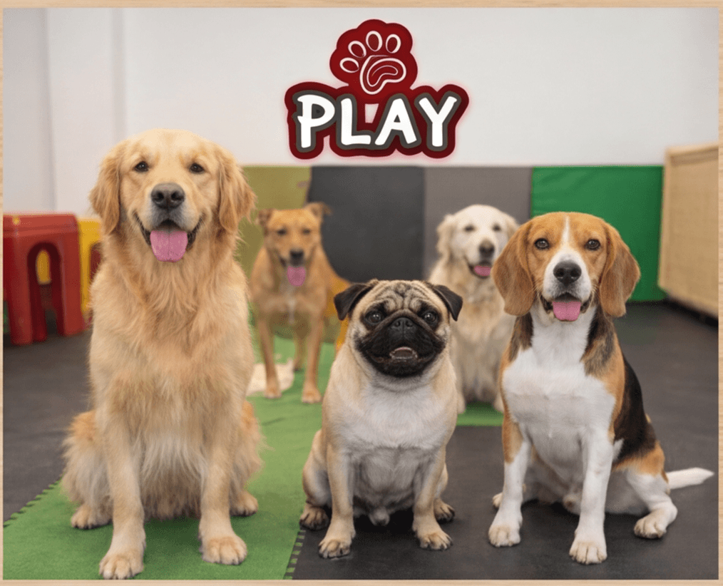 Five happy dogs of various breeds sitting in an indoor play area with 'PLAY' logo.