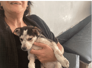 A woman smiling while holding a small black and white puppy with floppy ears.