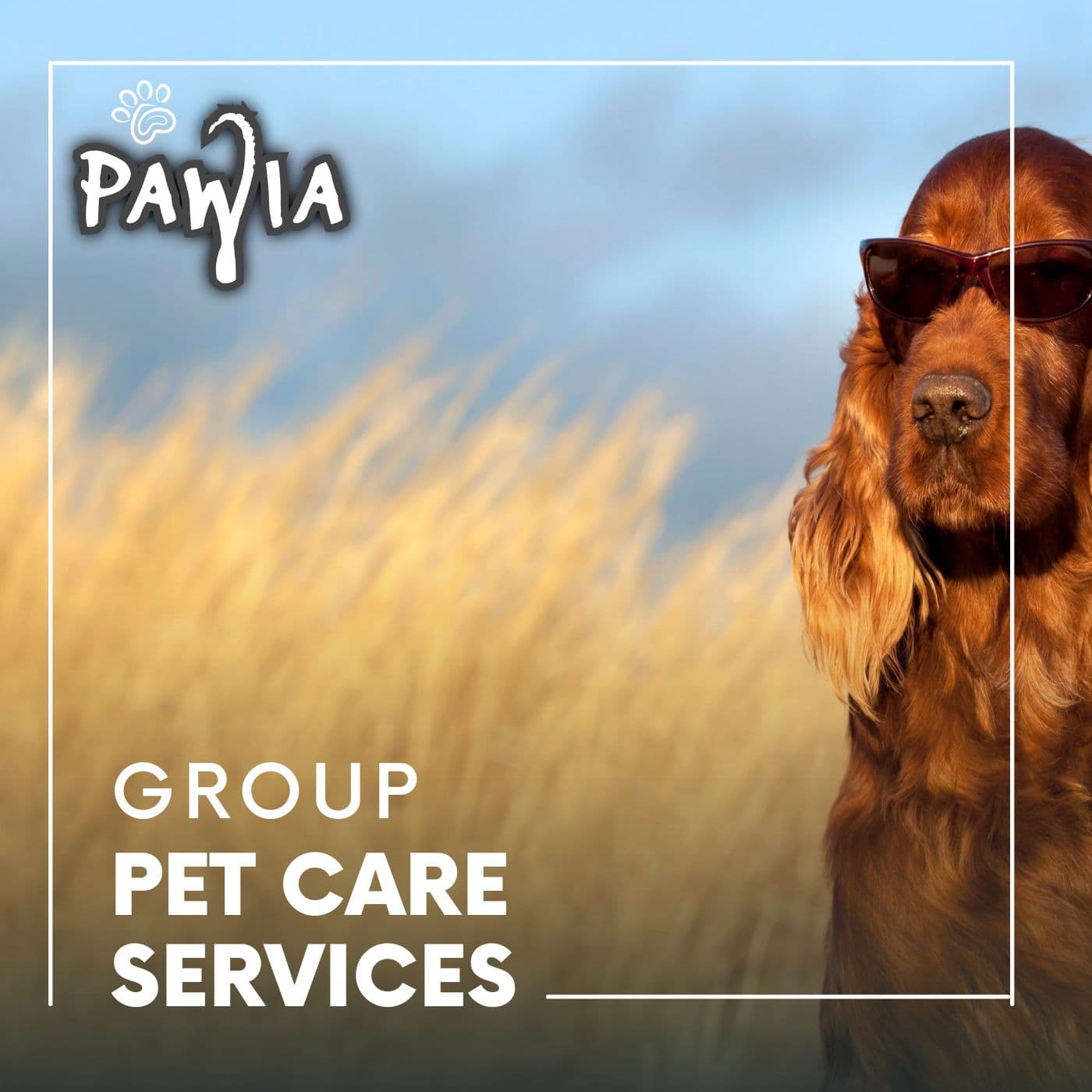 Brown dog wearing sunglasses in a golden field with Pawia Group Pet Care Services logo.